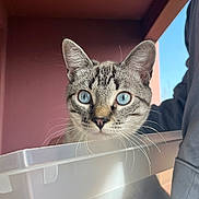 Flash a rejoint le concours — aidez-le/la à gagner de superbes lots ! cat, blue_eyes, whiskers, close_up, plastic_container, indoor, pink_wall, sunlight, pet, curious, feline, portrait, animal, domestic_cat, sharp_focus, cute, looking, ears, face, background