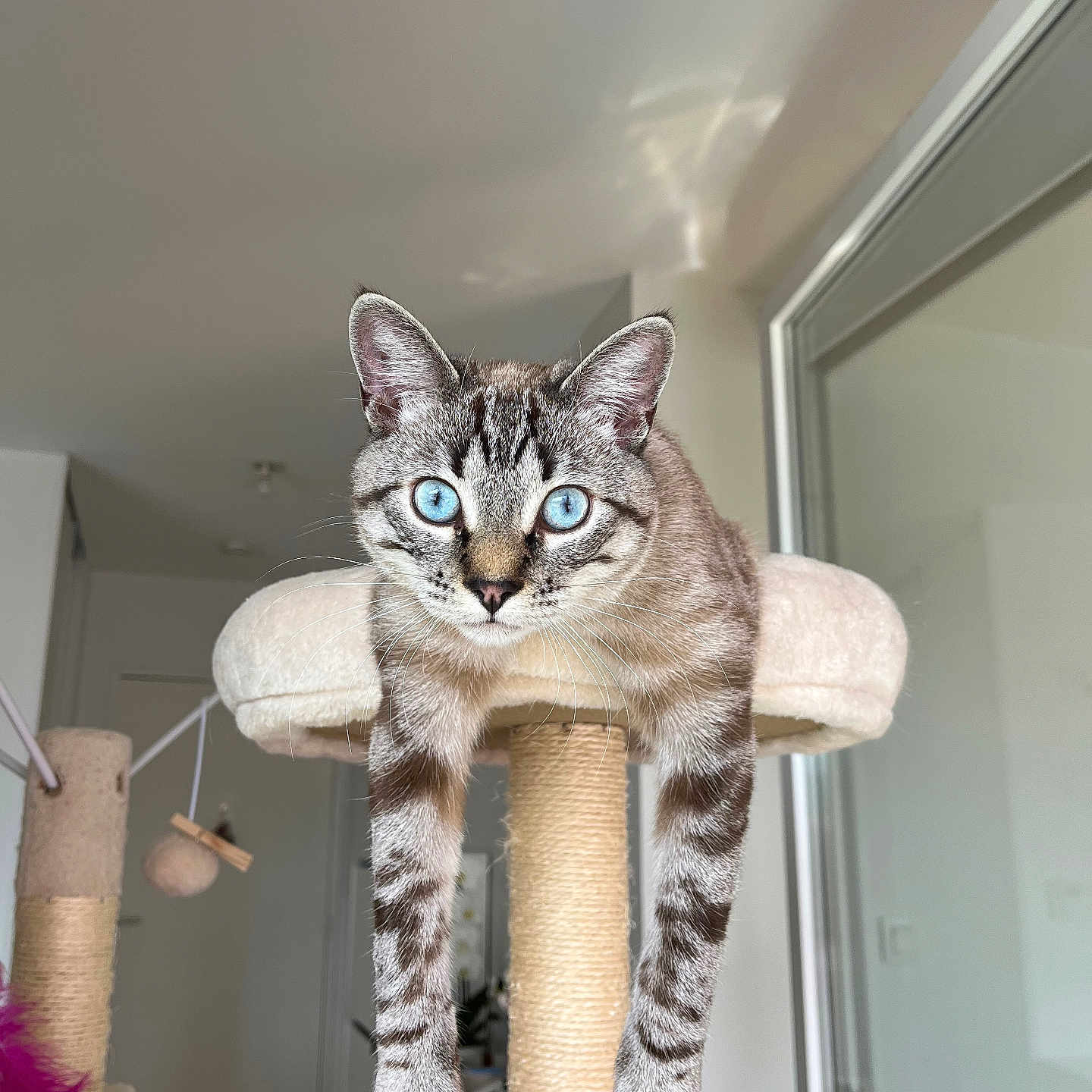 Flash participe au concours pour gagner de l'argent avec cette photo : cat, blue_eyes, cat_tree, indoor, furniture, paws, fur, pet, animal, relaxed, curious, domestic_cat, whiskers, ears, face, looking, hanging, beige, soft_light, home