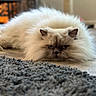 Mona joined the competition — help win amazing prizes! cat, fluffy, long_hair, persian_cat, blue_eyes, grumpy, lying_down, indoor, home, floor, rug, portrait, pet, fur, whiskers, ears, face, cozy, soft_lighting, close_up