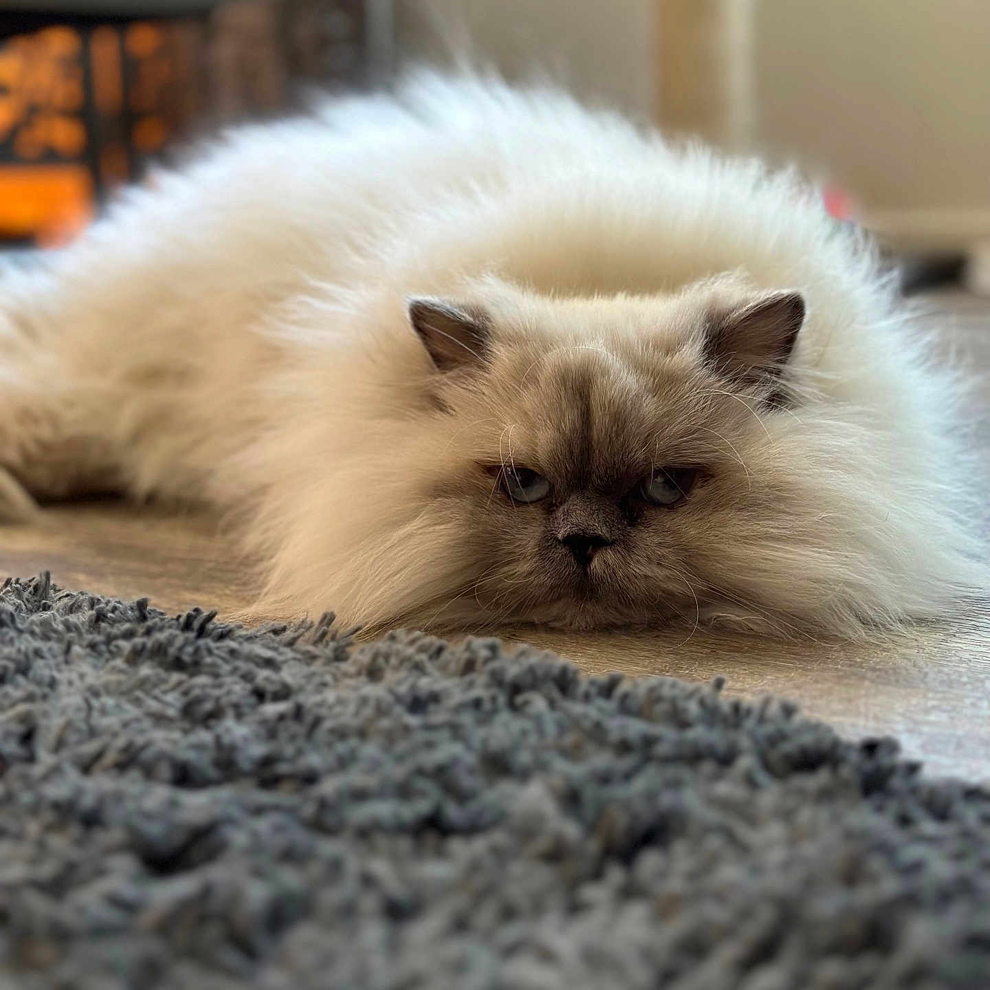 Mona joined the competition — help win amazing prizes! cat, fluffy, long_hair, persian_cat, blue_eyes, grumpy, lying_down, indoor, home, floor, rug, portrait, pet, fur, whiskers, ears, face, cozy, soft_lighting, close_up