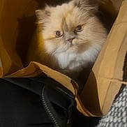 Mona is registered to the contest to win money with this photo: cat, persian_cat, fluffy, long_hair, pet, animal, face, eyes, whiskers, ears, fur, white_fur, brown_fur, paper_bag, bag, indoor, portrait, close_up, cozy, curious