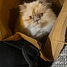 cat, persian_cat, fluffy, long_hair, pet, animal, face, eyes, whiskers, ears, fur, white_fur, brown_fur, paper_bag, bag, indoor, portrait, close_up, cozy, curious