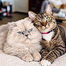 Mona is registered to the contest to win money with this photo: cats, cat, pets, feline, tabby, fluffy, long_hair, blue_eyes, green_eyes, pink_collar, cuddling, sitting, indoors, bed, soft_blanket, portrait, close_up, animal_companions, cozy, adorable