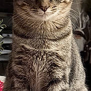 Johnny is registered to the contest to win money with this photo: cat, tabby, feline, pet, animal, fur, whiskers, ears, eyes, sitting, portrait, indoor, cozy, blanket, striped, cute, closeup, domestic, mammal, curious