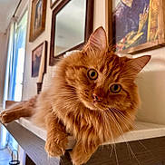 Ragnarson joined the competition — help win amazing prizes! animal, cat, closeup, curious, decor, ears, eyes, fluffy, furniture, home, indoor, mammal, mirror, orange_cat, painting, pet, portrait, relaxed, shelf, whiskers