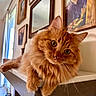 animal, cat, closeup, curious, decor, ears, eyes, fluffy, furniture, home, indoor, mammal, mirror, orange_cat, painting, pet, portrait, relaxed, shelf, whiskers