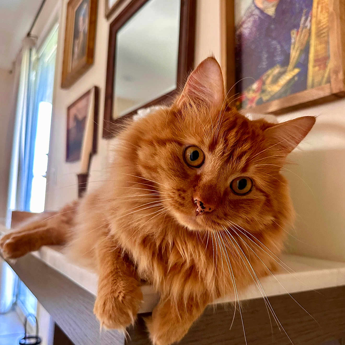 Ragnarson joined the competition — help win amazing prizes! animal, cat, closeup, curious, decor, ears, eyes, fluffy, furniture, home, indoor, mammal, mirror, orange_cat, painting, pet, portrait, relaxed, shelf, whiskers