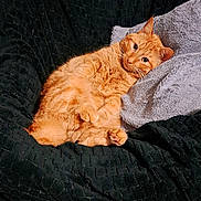 Marius participe au concours pour gagner de l'argent avec cette photo : cat, orange_tabby, tabby, pet, feline, pillow, blanket, cozy, indoor, couch, whiskers, paws, fur, lounging, relaxed, looking_at_camera, home_interior, sleepy, portrait, cushion
