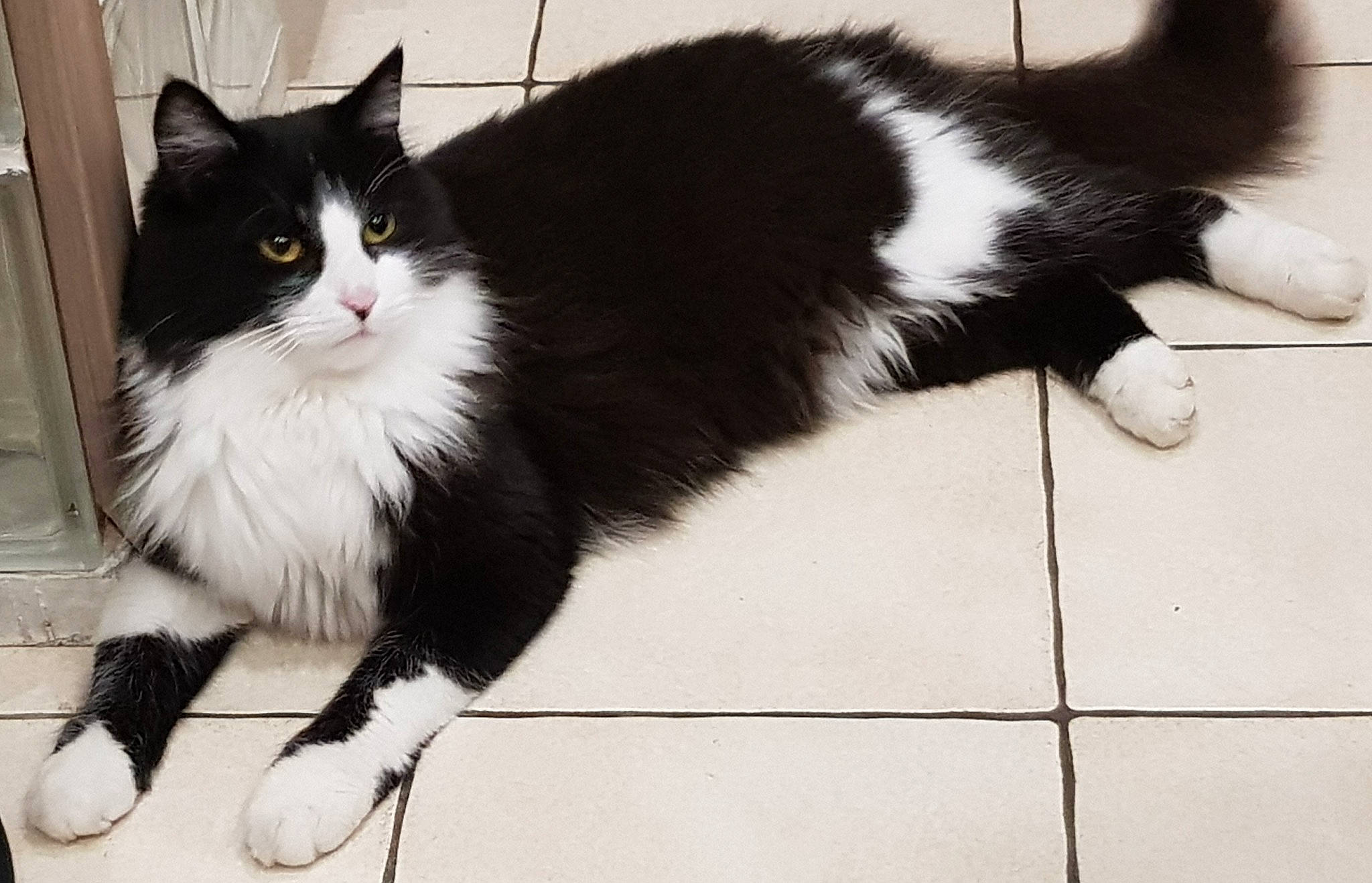 Choupi participe au concours pour gagner de l'argent avec cette photo : carnivore, cat, claw, felidae, floor, flooring, foot, fur, human_leg, monochrome, monochrome_photography, paw, pedestal, sitting, small_to_medium_sized_cats, snout, tail, terrestrial_animal, tile_flooring, whiskers