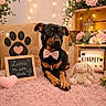 dog, bow_tie, pink_rug, plush_toy, chalkboard, pillow, flower_arrangement, fairy_lights, lightbox, wooden_crate, pink_decor, cute, pet_portrait, indoor, cozy, small_dog, decor, heart_shape, soft_toy, animal
