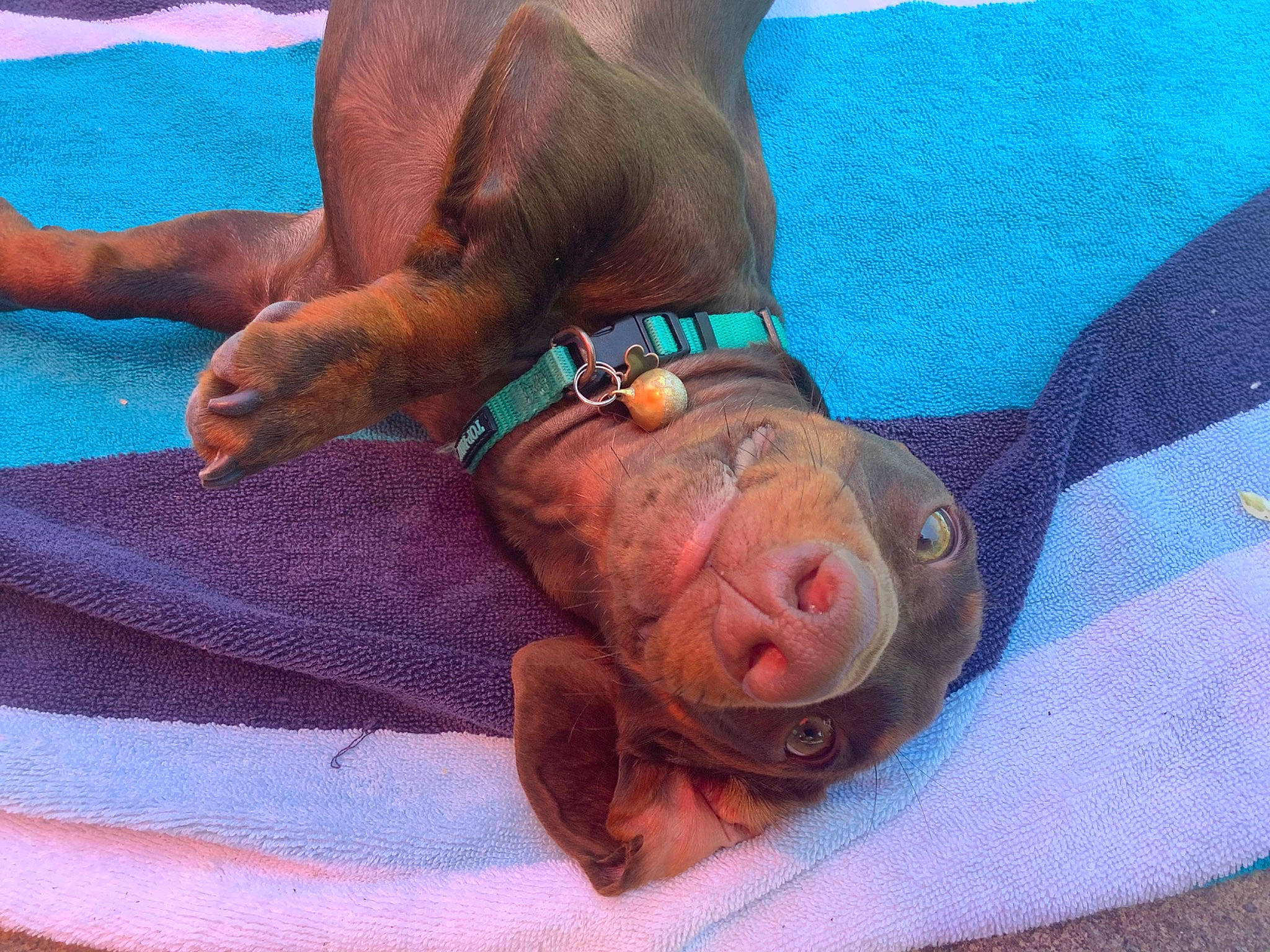 Elmer is registered to the contest to win money with this photo: barefoot, carnivore, comfort, companion_dog, dog, dog_breed, dog_supply, electric_blue, fawn, foot, gesture, human_leg, knee, liver, sporting_group, thigh, toe, working_animal, wrinkle, wrist