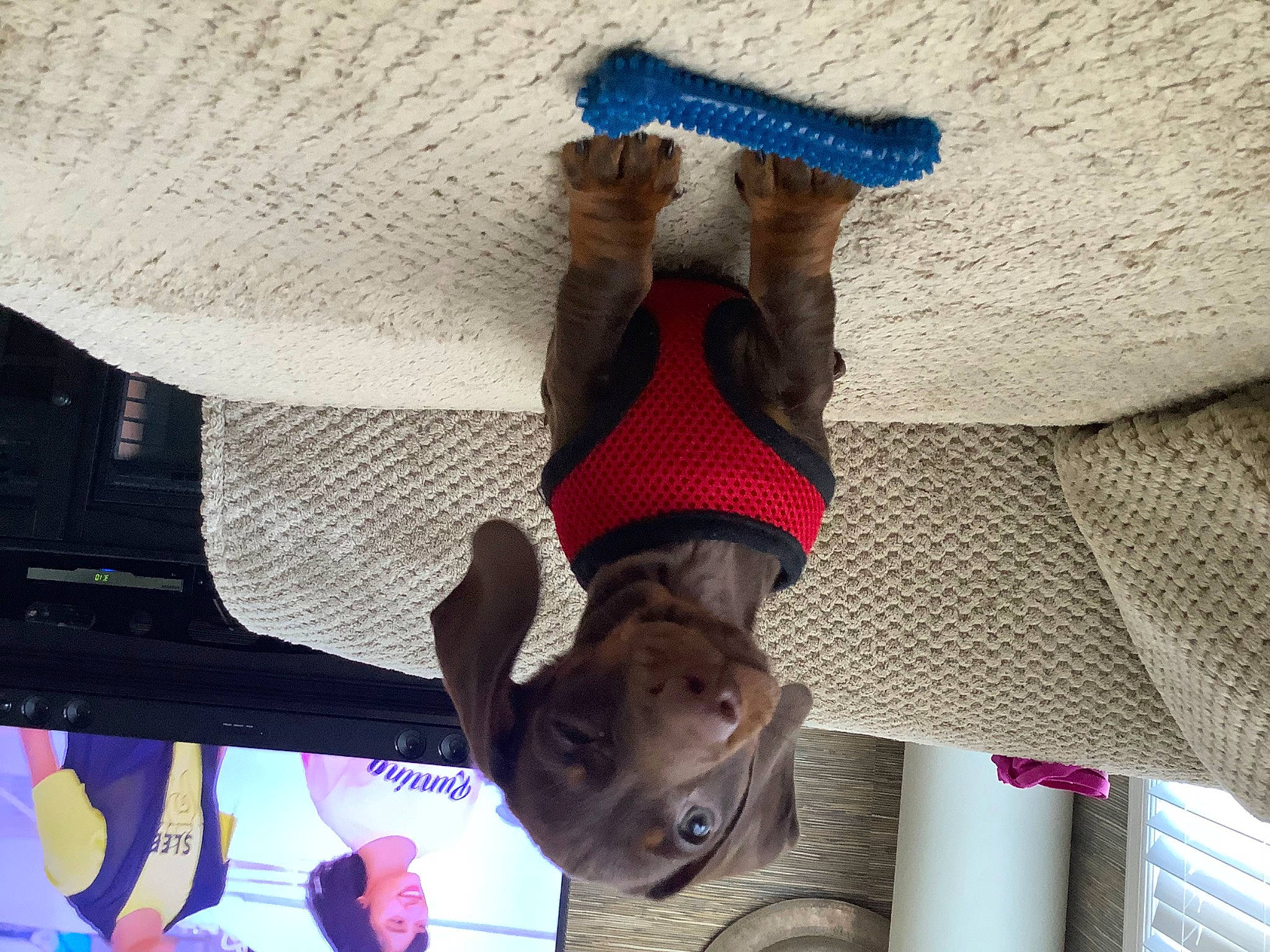 Elmer joined the competition — help win amazing prizes! ceiling, comfort, craft, electric_blue, fashion_accessory, human_leg, leisure, magenta, metal, pattern, selfie, textile, thread, tree, weaving, wood, wool, woolen, woven_fabric, wrist