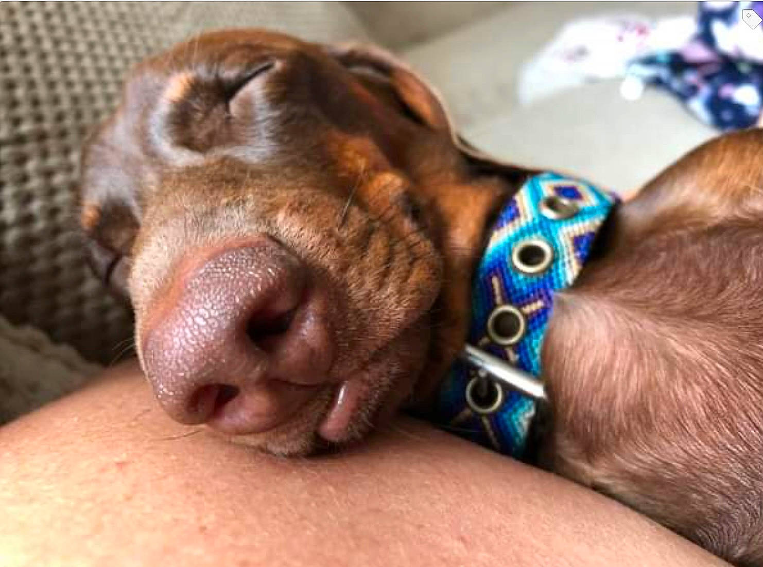 Elmer joined the competition — help win amazing prizes! canidae, carnivore, close_up, collar, comfort, companion_dog, dog, dog_breed, dog_collar, dog_supply, ear, fawn, fur, liver, pet_supply, snout, sporting_group, whiskers, working_animal, wrinkle
