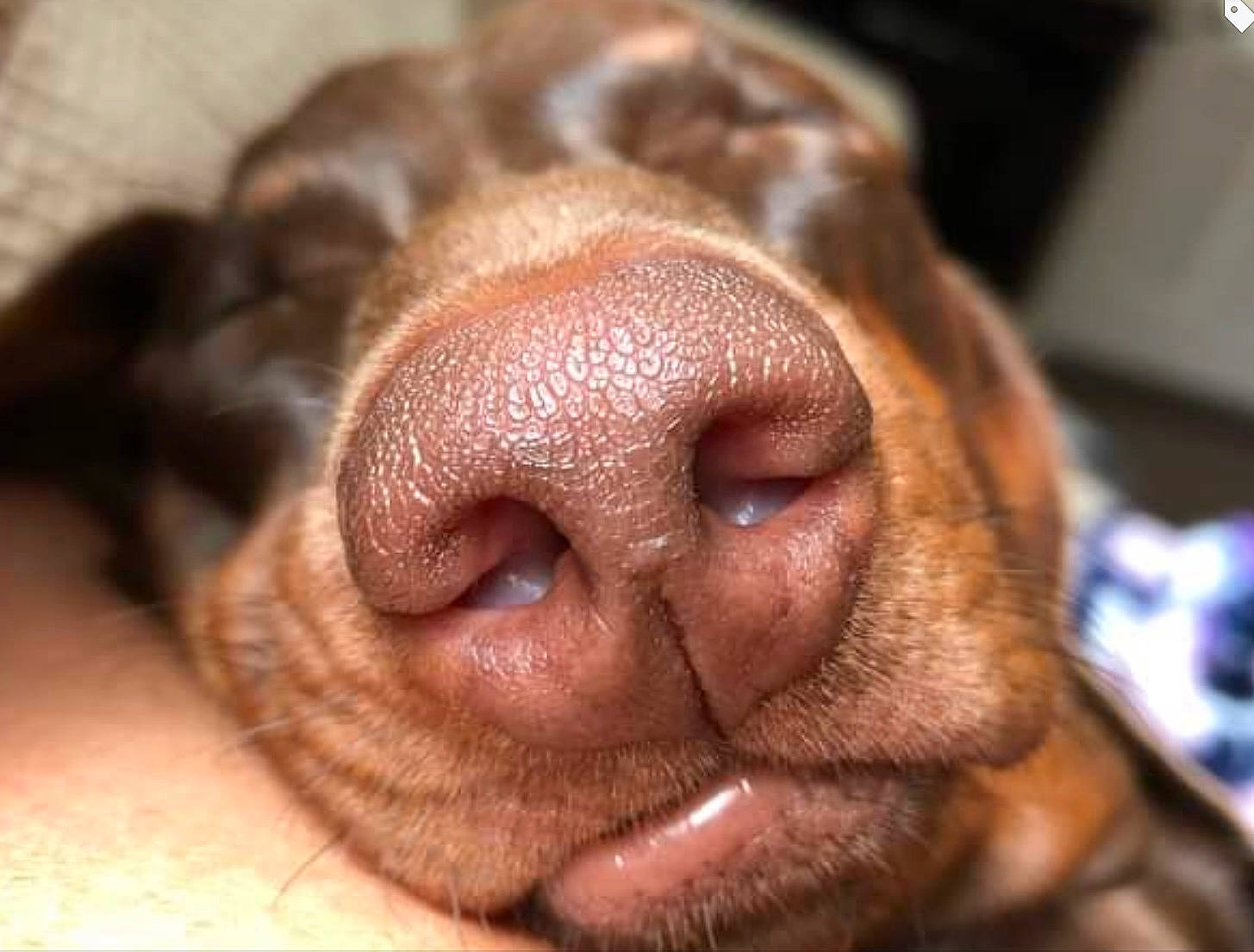 Elmer is registered to the contest to win money with this photo: brown, carnivore, close_up, companion_dog, dog, dog_breed, ear, fawn, fur, liver, nose, snout, sporting_group, terrestrial_animal, whiskers, working_animal, wrinkle