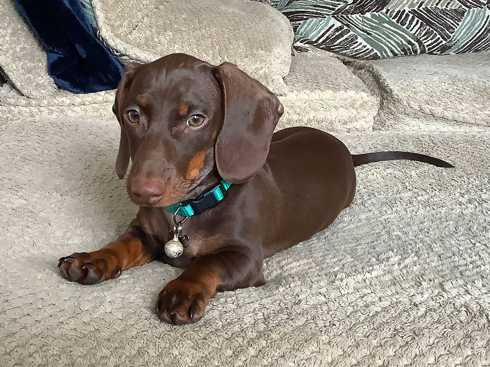 Elmer joined the competition — help win amazing prizes! canidae, carnivore, collar, companion_dog, dog, dog_breed, dog_collar, fawn, gun_dog, hat, hunting_dog, liver, pet_supply, snout, sporting_group, whiskers, working_animal, working_dog