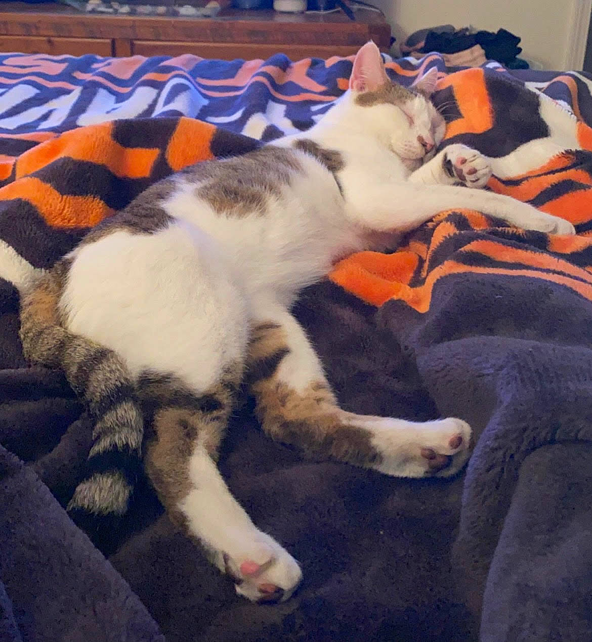 Debo is registered to the contest to win money with this photo: aegean_cat, american_wirehair, carnivore, cat, domestic_short_haired_cat, european_shorthair, felidae, fur, kitten, mammal, nap, paw, polydactyl_cat, small_to_medium_sized_cats, tail, whiskers