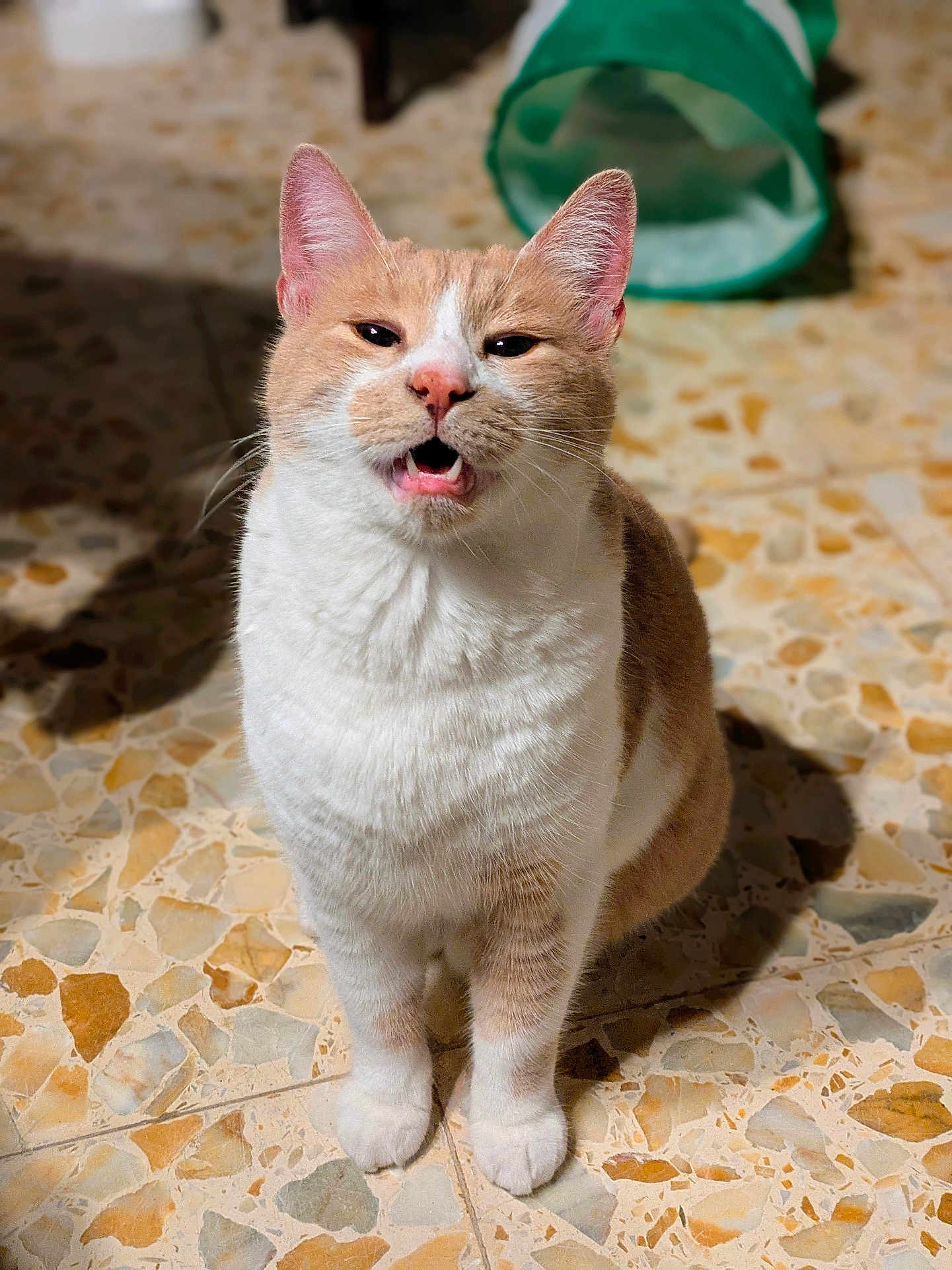 Maurice participe au concours pour gagner de l'argent avec cette photo : cat, ginger_cat, white_cat, pet, animal, indoor, floor, tile_floor, sitting, mouth_open, playful, green_tunnel, fur, whiskers, ears, shadow, closeup, cute, domestic_cat, portrait
