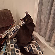 Ninja is registered to the contest to win money with this photo: animal, black_cat, brown, cat, chair, cozy, curious, curtains, cushion, domestic_cat, feline, furniture, head_tilt, indoor, looking, patterned_cushion, pet, sitting, soft_lighting, window