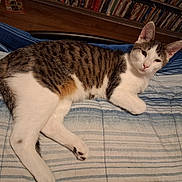 Ollie is registered to the contest to win money with this photo: cat, tabby, white_fur, striped_bedspread, bed, indoor, relaxed, pet, feline, animal, resting, paw, ears, face, floor, wooden_floor, shelf, dvds, home, cozy