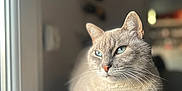 Minou a rejoint le concours — aidez-le/la à gagner de superbes lots ! cat, blue_eyes, fur, indoor, window, couch, lounging, blurred_background, natural_light, pet, domestic_animal, relaxed, feline, close_up, soft_texture, whiskers, side_view, calm, home, animal_portrait