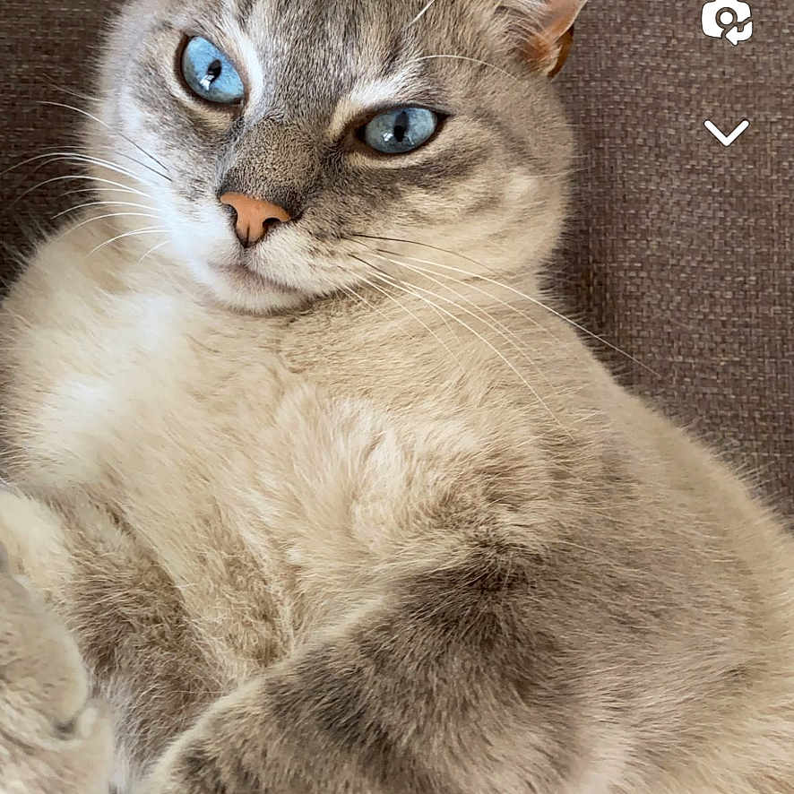 Minou participe au concours pour gagner de l'argent avec cette photo : animal, background, blue_eyes, cat, close_up, cute, domestic_cat, ear, feline, fluffy, indoor, lying_down, nose, paw, pet, portrait, relaxed, soft_fur, tabby, whiskers