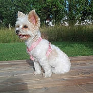 Love participe au concours pour gagner de l'argent avec cette photo : alert, animal, canine, companion, cute, daylight, dog, domestic_animal, fur, grass, leafy_background, nature, outdoor, pet, pink_harness, sitting, small_dog, sunlight, trees, wooden_deck