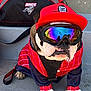 bulldog, dog, pet, animal, red_cap, goggles, jacket, duffle_bag, steps, concrete, outdoor, sporty, reflection, leash, paw, clothing, accessory, canine, sitting, portrait