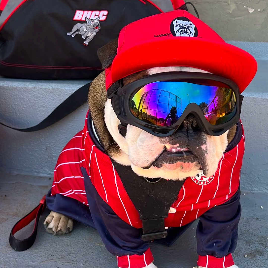 Lucky Spade Asenjo is registered to the contest to win money with this photo: accessory, animal, bulldog, canine, clothing, concrete, dog, duffle_bag, goggles, jacket, leash, outdoor, paw, pet, portrait, red_cap, reflection, sitting, sporty, steps