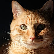 Spritz participe au concours pour gagner de l'argent avec cette photo : cat, ginger_cat, close_up, portrait, animal, pet, whiskers, green_eyes, fur, ears, face, domestic_cat, feline, cute, indoor, shadow, lighting, texture, mammal, adorable