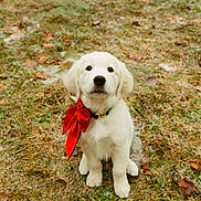 Ziggy is registered to the contest to win money with this photo: puppy, dog, bow, white, grass, outdoor, cute, animal, pet, sitting, young, adorable, collar, nature, fur, portrait, playful, small, friendly, canine