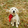 puppy, dog, bow, white, grass, outdoor, cute, animal, pet, sitting, young, adorable, collar, nature, fur, portrait, playful, small, friendly, canine