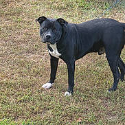 Outlaw is registered to the contest to win money with this photo: dog, black_dog, white_markings, grass, outdoor, pet, animal, canine, alert, standing, post, leash, nature, fur, ears, eyes, snout, tail, daylight, ground