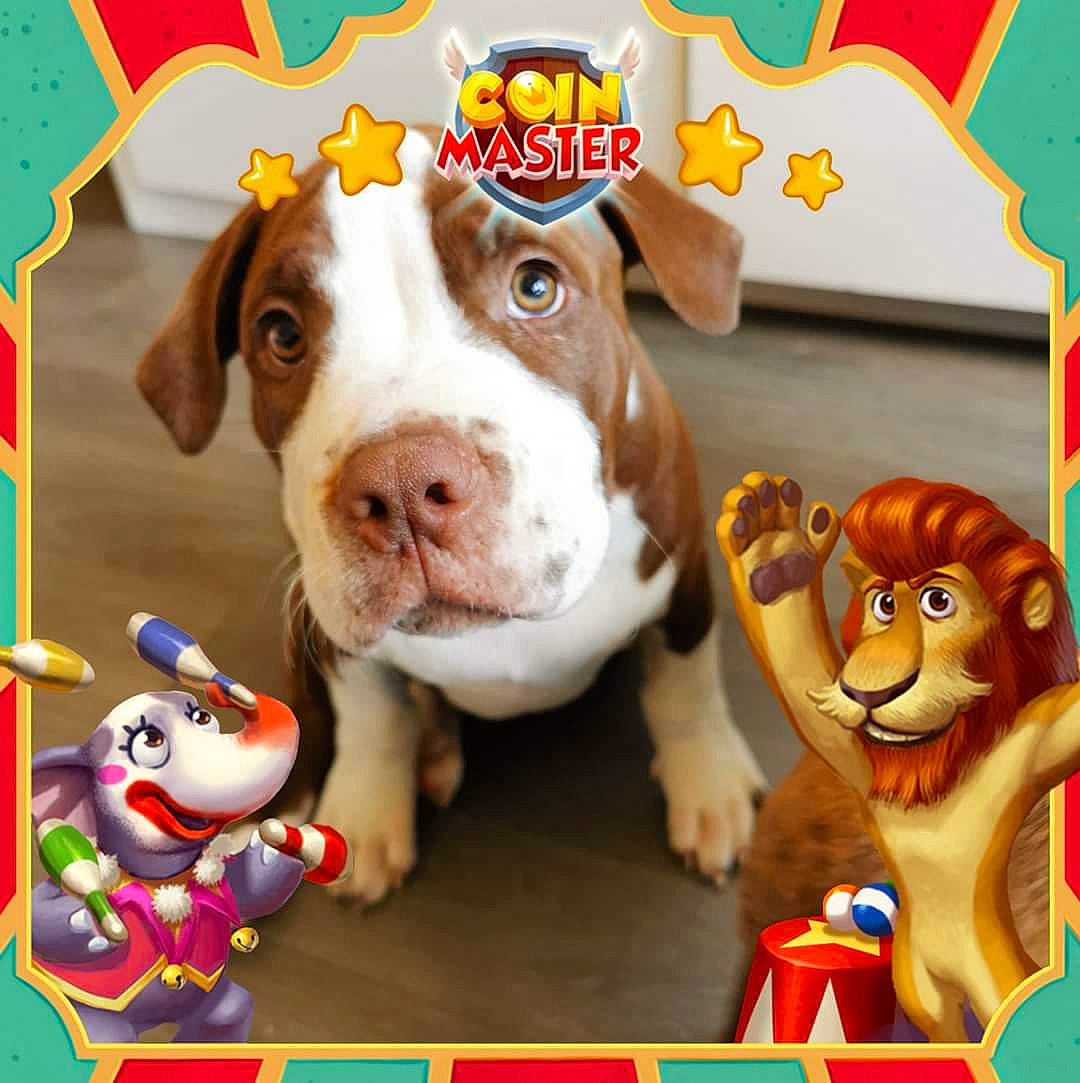 Pablo a rejoint le concours — aidez-le/la à gagner de superbes lots ! american_pit_bull_terrier, bulldog, canidae, carnivore, cartoon, dog, dog_breed, fawn, mammal, non_sporting_group, photo_caption, pit_bull, play, puppy, puppy_love, snout, sporting_group, toy, vertebrate