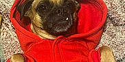 Kiki Jayn joined the competition — help win amazing prizes! dog, hoodie, red_clothing, pet, canine, small_dog, lying_down, blanket, cozy, cute, paw, fur, indoor, portrait, animal, face, ears, tooth, relaxed, texture