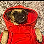 dog, hoodie, red_clothing, pet, canine, small_dog, lying_down, blanket, cozy, cute, paw, fur, indoor, portrait, animal, face, ears, tooth, relaxed, texture
