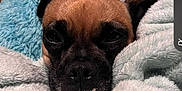 Kiki Jayn joined the competition — help win amazing prizes! dog, blanket, cozy, sleepy, brown, black, fur, pet, snuggled, resting, indoor, closeup, face, whiskers, cute, animal, comfort, soft, relaxed, nap