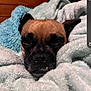 Kiki Jayn joined the competition — help win amazing prizes! dog, blanket, cozy, sleepy, brown, black, fur, pet, snuggled, resting, indoor, closeup, face, whiskers, cute, animal, comfort, soft, relaxed, nap
