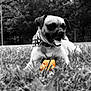 Kiki Jayn joined the competition — help win amazing prizes! dog, grass, bandana, toy, black_and_white, outdoor, nature, pet, animal, field, playful, tongue_out, closeup, summer, canine, happy, portrait, park, leaves, daytime