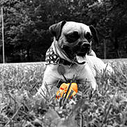 Kiki Jayn joined the competition — help win amazing prizes! dog, grass, bandana, toy, black_and_white, outdoor, nature, pet, animal, field, playful, tongue_out, closeup, summer, canine, happy, portrait, park, leaves, daytime