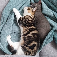 Nami Et Rukia a rejoint le concours — aidez-le/la à gagner de superbes lots ! cat, kitten, sleeping, snuggling, blanket, couch, furniture, cozy, indoor, tabby_cat, gray_cat, fur, pet, animal, resting, cute, domestic_animal, soft_texture, comfort, relaxation