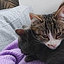 Nami Et Rukia a rejoint le concours — aidez-le/la à gagner de superbes lots ! cat, tabby_cat, gray_cat, pets, animals, snuggling, cozy, blanket, knitted, purple, couch, indoor, feline, resting, ears, fur, closeup, companion, relaxing, home