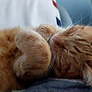 Toulouse participe au concours pour gagner de l'argent avec cette photo : cat, ginger_cat, sleeping, fur, whiskers, paws, closeup, cute, pet, animal, resting, cozy, soft, domestic_cat, nap, feline, relaxed, indoor, warm, comfort
