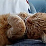 cat, ginger_cat, sleeping, fur, whiskers, paws, closeup, cute, pet, animal, resting, cozy, soft, domestic_cat, nap, feline, relaxed, indoor, warm, comfort