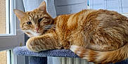 Toulouse participe au concours pour gagner de l'argent avec cette photo : cat, ginger_cat, tabby, feline, pet, indoor, window, curtain, calendar, cat_tree, relaxed, resting, fur, whiskers, ears, tail, cozy, household, domestic, soft