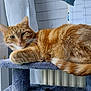 cat, ginger_cat, tabby, feline, pet, indoor, window, curtain, calendar, cat_tree, relaxed, resting, fur, whiskers, ears, tail, cozy, household, domestic, soft