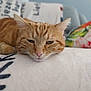 cat, orange_tabby, pet, animal, resting, blanket, soft, indoor, cozy, fur, whiskers, ears, pink_nose, close_up, relaxed, cushion, furniture, home, blurred_background, sleepy