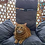 cat, orange_tabby, cushion, wicker_chair, indoor, pet, feline, relaxed, curious_eyes, soft_fabric, cozy, fur, whiskers, paws, seated, home, comfort, closeup, domestic_animal, resting