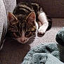 kitten, cat, tabby, pet, couch, furniture, blanket, cozy, indoor, small, curious, fur, whiskers, paws, resting, cute, animal, domestic, young, soft