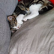 Nami a rejoint le concours — aidez-le/la à gagner de superbes lots ! blanket, cat, comfortable, couch, cozy, cute, domestic_animal, feline, fur, indoor, nap, paws, pet, red_background, relaxation, resting, side_view, sleeping, tabby, whiskers