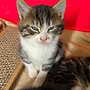 Nami participe au concours pour gagner de l'argent avec cette photo : kitten, tabby, cat, feline, pet, indoor, scratching_pad, fur, whiskers, ears, paws, closeup, cute, animal, mammal, domestic, sleepy, red_background, soft_surface, young